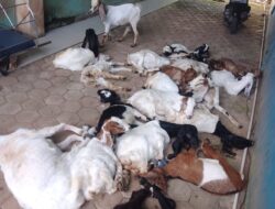 Harga Kambing Ketahanan Pangan Air Naningan Disinyalir Mark-up, Penerima Akui hanya terima Senilai Rp700 Ribu