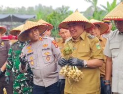 Panen Perdana Bawang Putih Grade A, Bupati Tanggamus Siapkan Perluasan Lahan