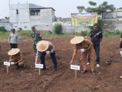 Dukung Swasembada Pangan, Polsek Pasar Kemis Bersama Pemdes Gelar Penanaman Jagung Serentak   